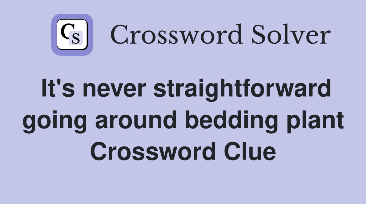 It's never straightforward going around bedding plant Crossword Clue