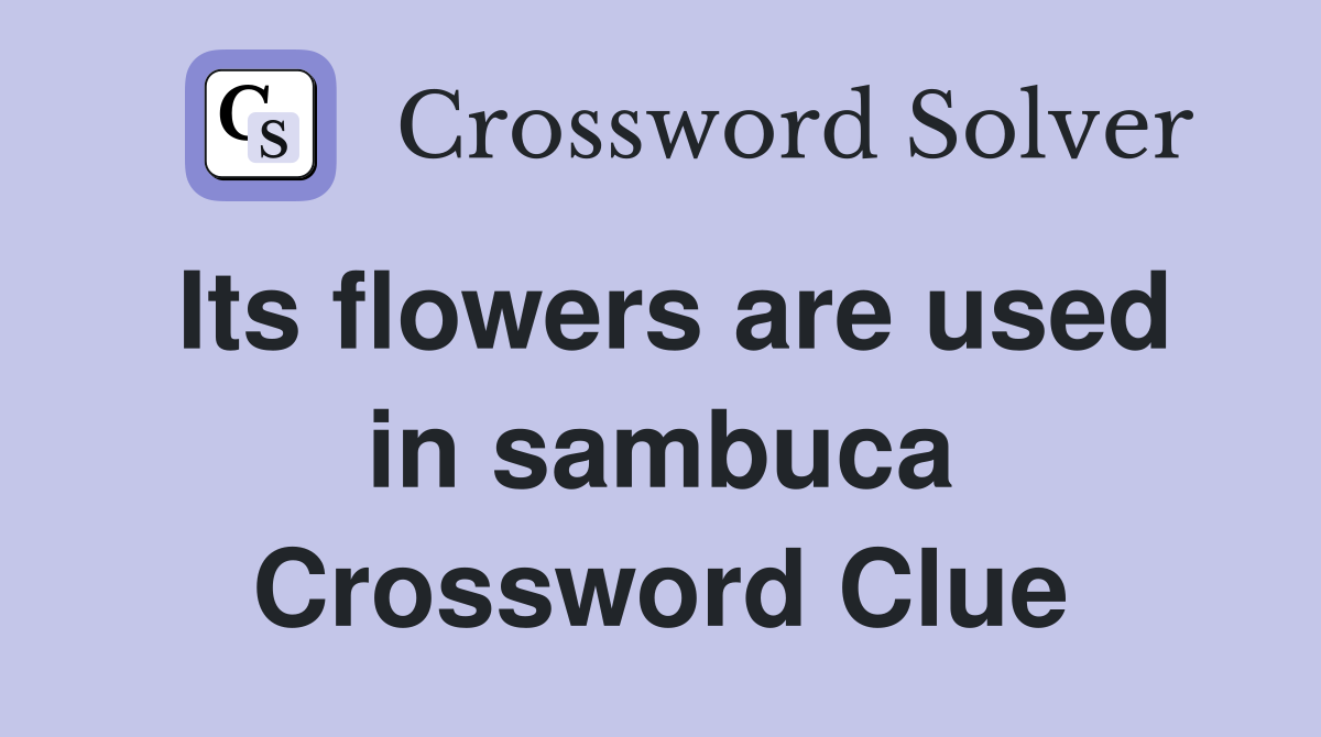 Its flowers are used in sambuca Crossword Clue