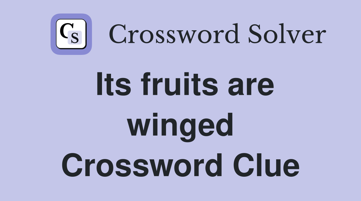 Its fruits are winged Crossword Clue