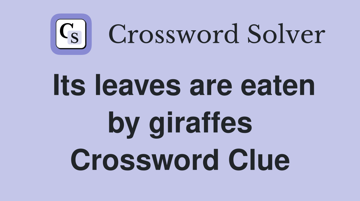 Its leaves are eaten by giraffes Crossword Clue