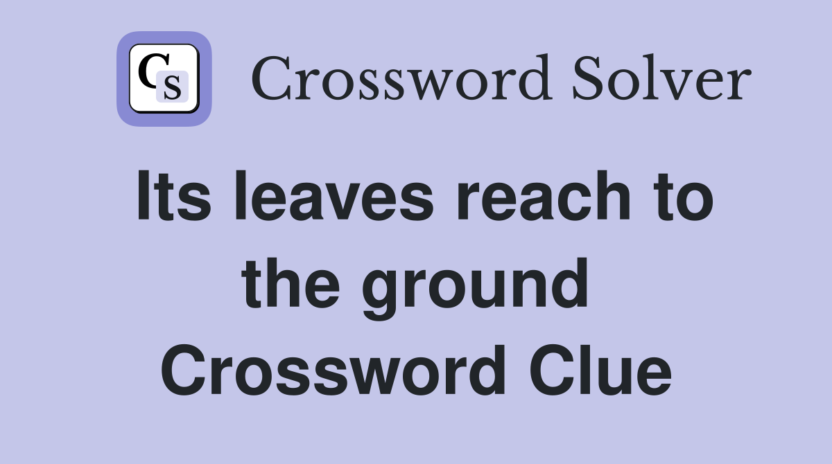 Its leaves reach to the ground Crossword Clue