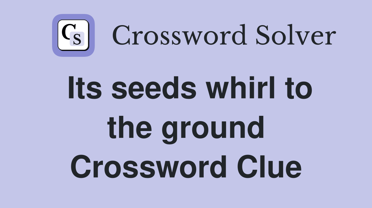 Its seeds whirl to the ground Crossword Clue