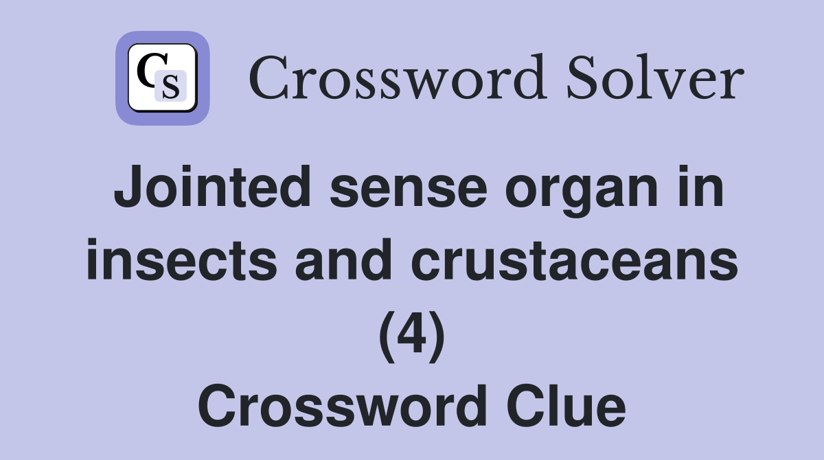 Jointed sense organ in insects and crustaceans (4) Crossword Clue