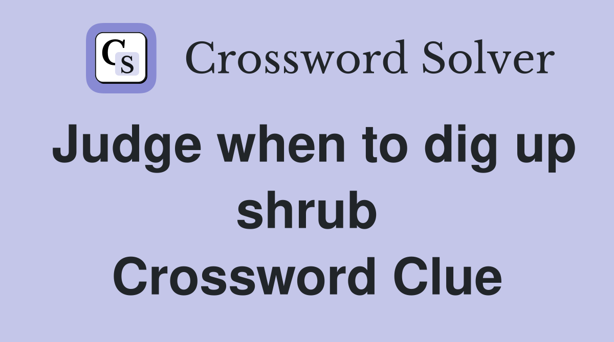 Judge when to dig up shrub Crossword Clue