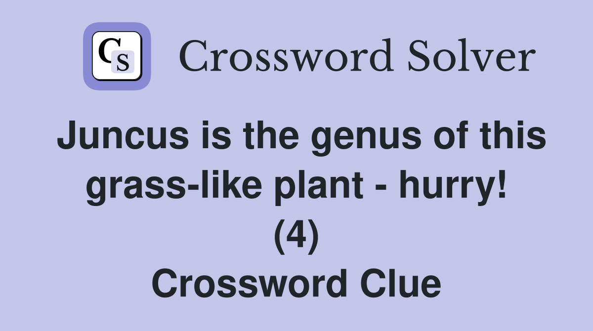 Juncus is the genus of this grass-like plant - hurry! (4) Crossword Clue