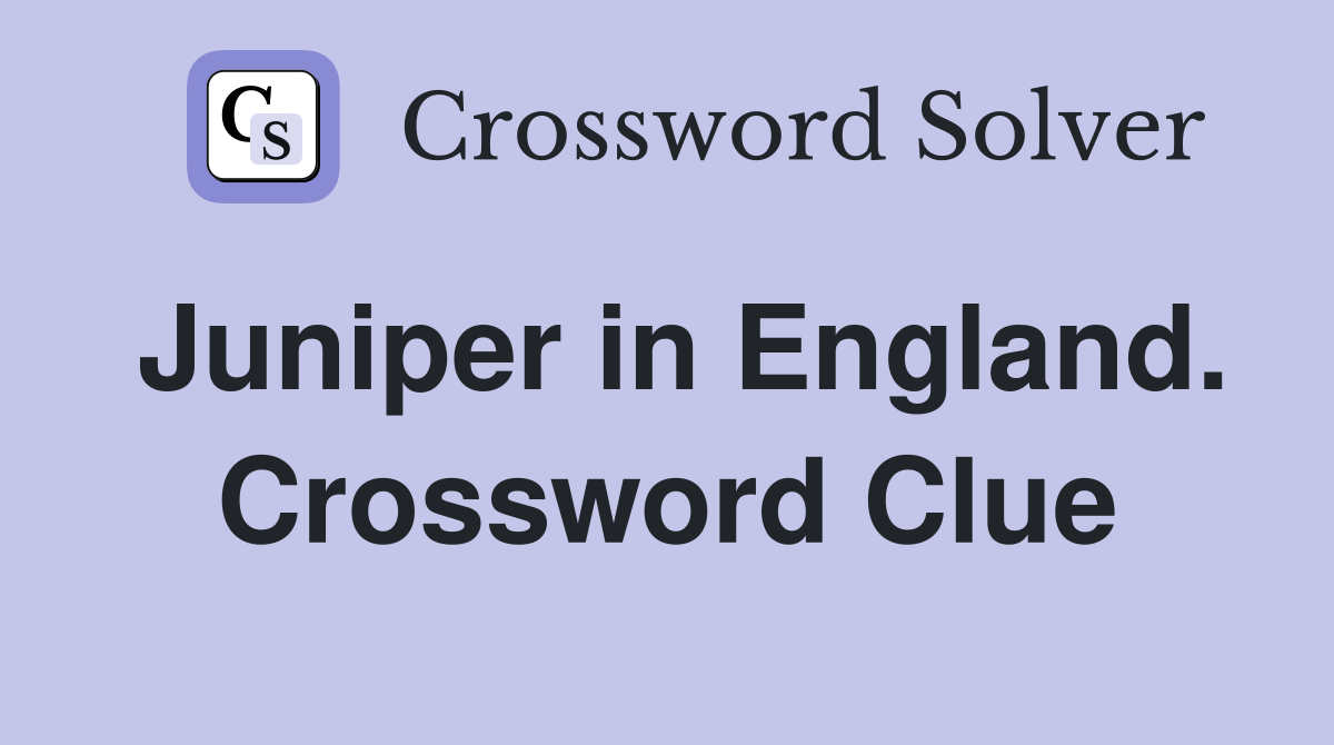 Juniper in England. Crossword Clue