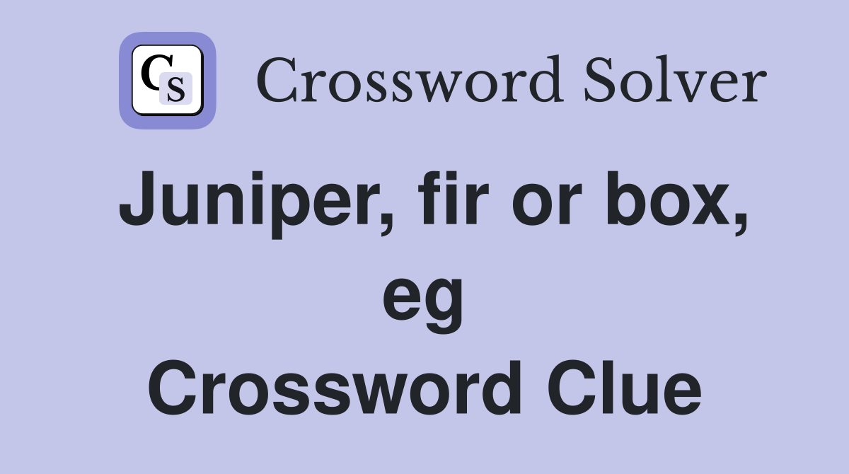 Juniper, fir or box, eg Crossword Clue