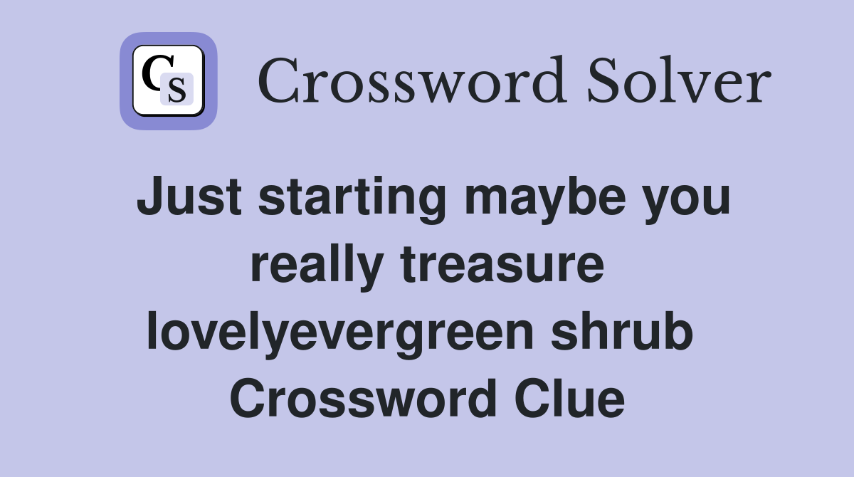 Just starting maybe you really treasure lovelyevergreen shrub  Crossword Clue