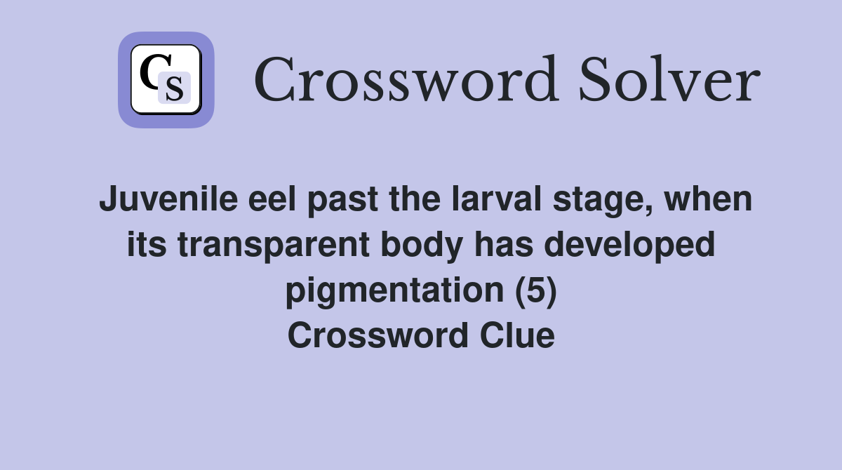 Juvenile eel past the larval stage, when its transparent body has developed pigmentation (5) Crossword Clue