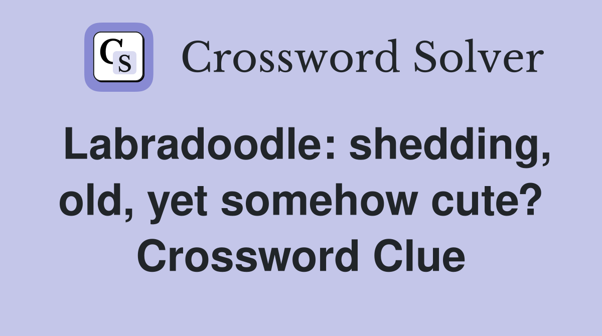 Labradoodle: shedding, old, yet somehow cute? Crossword Clue