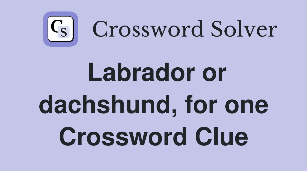 Labrador or dachshund, for one Crossword Clue
