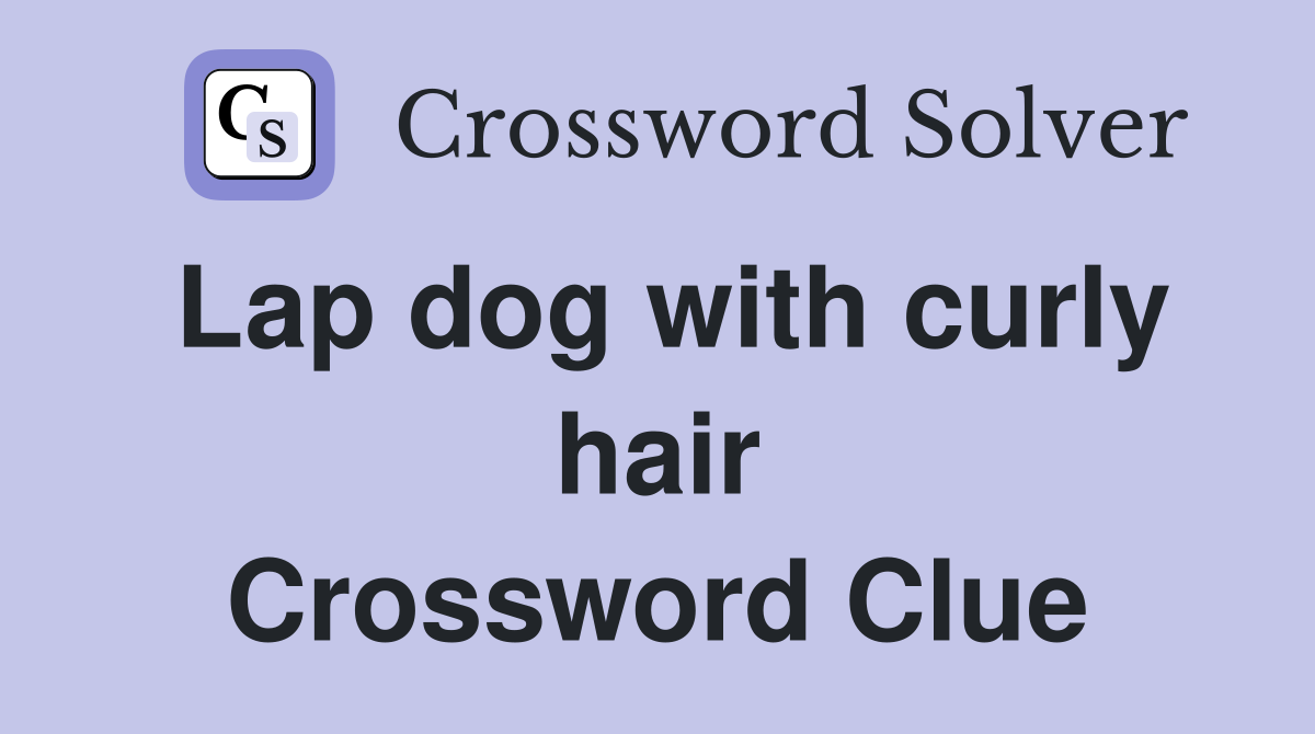 Lap dog with curly hair Crossword Clue