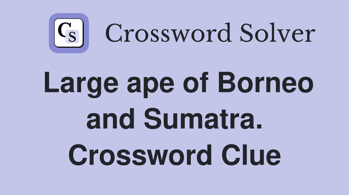 Large ape of Borneo and Sumatra. Crossword Clue