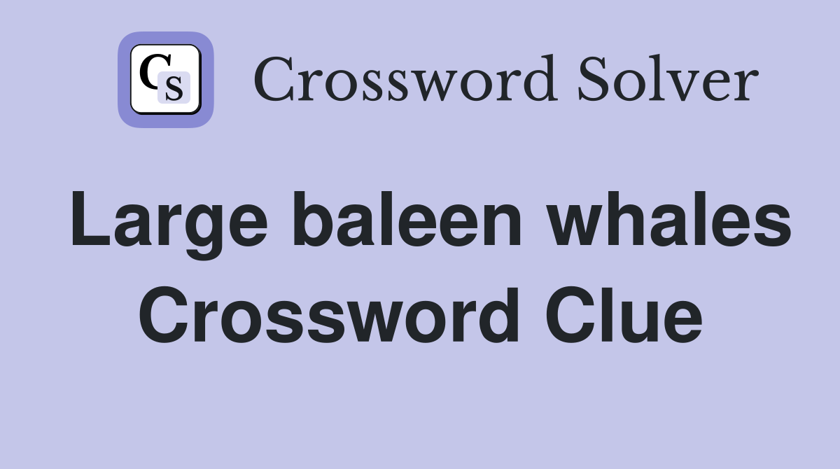Large baleen whales Crossword Clue