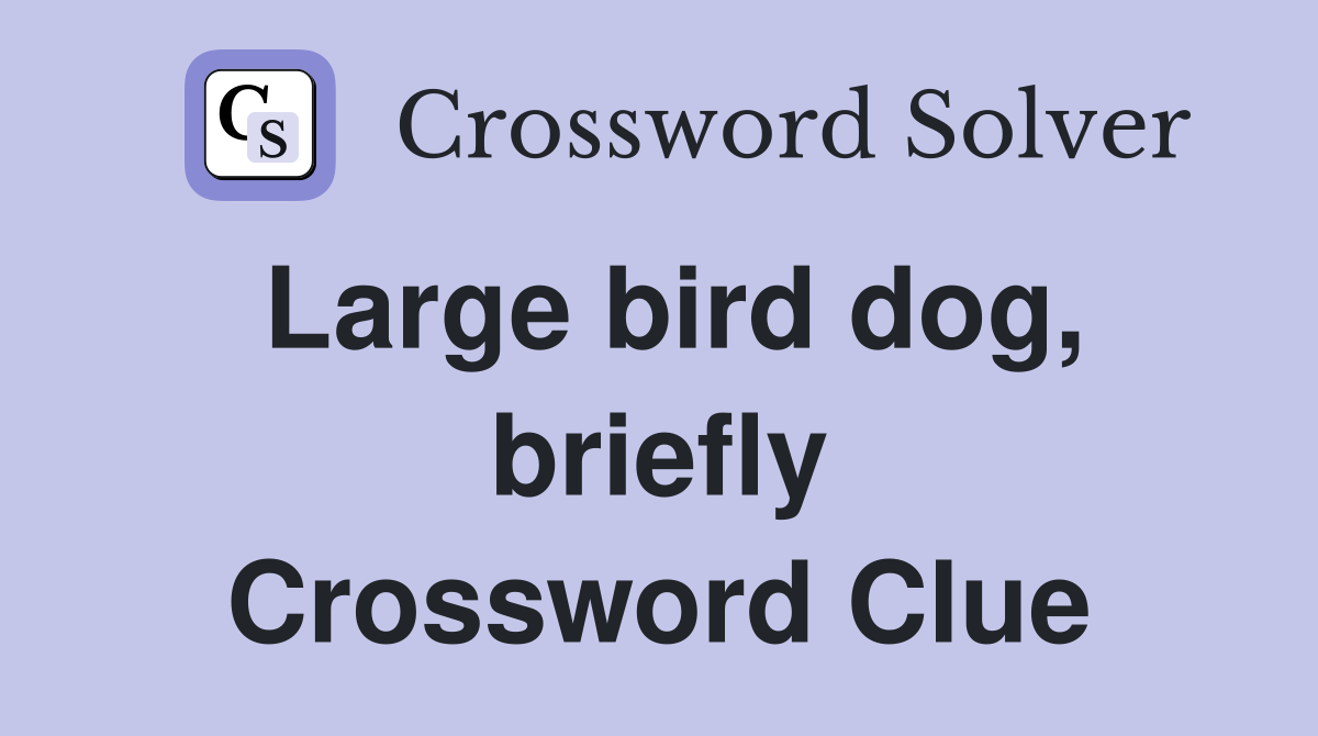 Large bird dog, briefly Crossword Clue