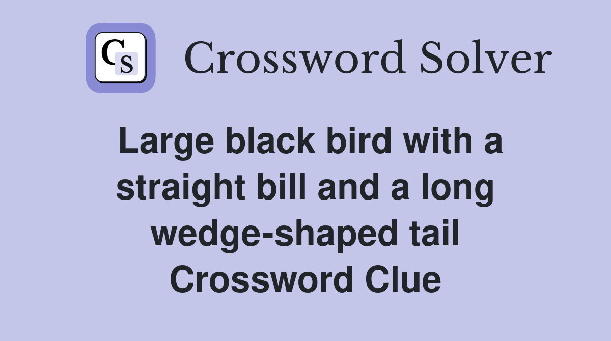 Large black bird with a straight bill and a long wedge-shaped tail Crossword Clue