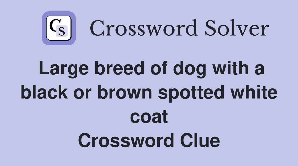 Large breed of dog with a black or brown spotted white coat Crossword Clue