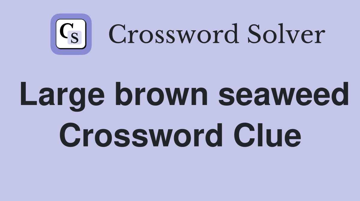Large brown seaweed Crossword Clue