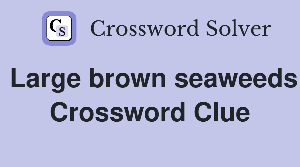 Large brown seaweeds Crossword Clue