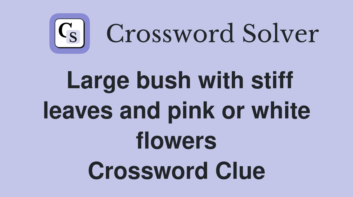 Large bush with stiff leaves and pink or white flowers Crossword Clue
