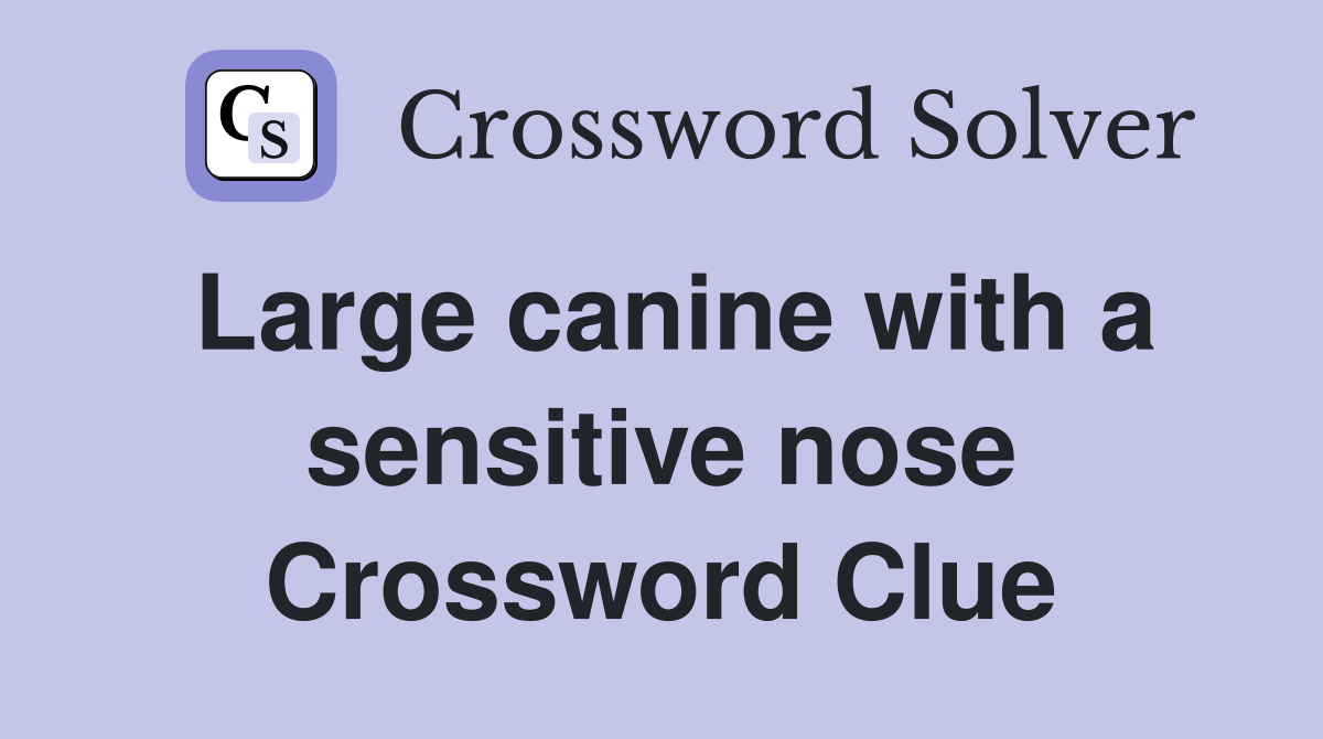 Large canine with a sensitive nose Crossword Clue