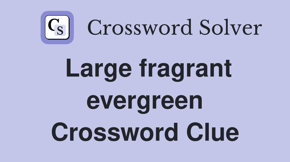 Large fragrant evergreen Crossword Clue