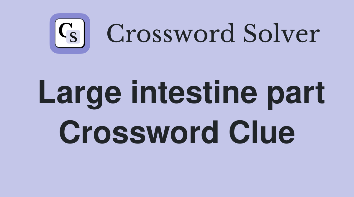 Large intestine part Crossword Clue