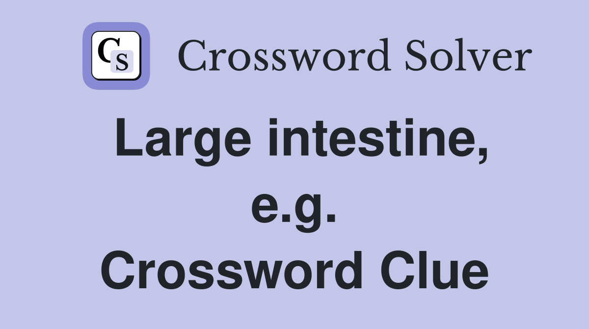 Large intestine, e.g. Crossword Clue