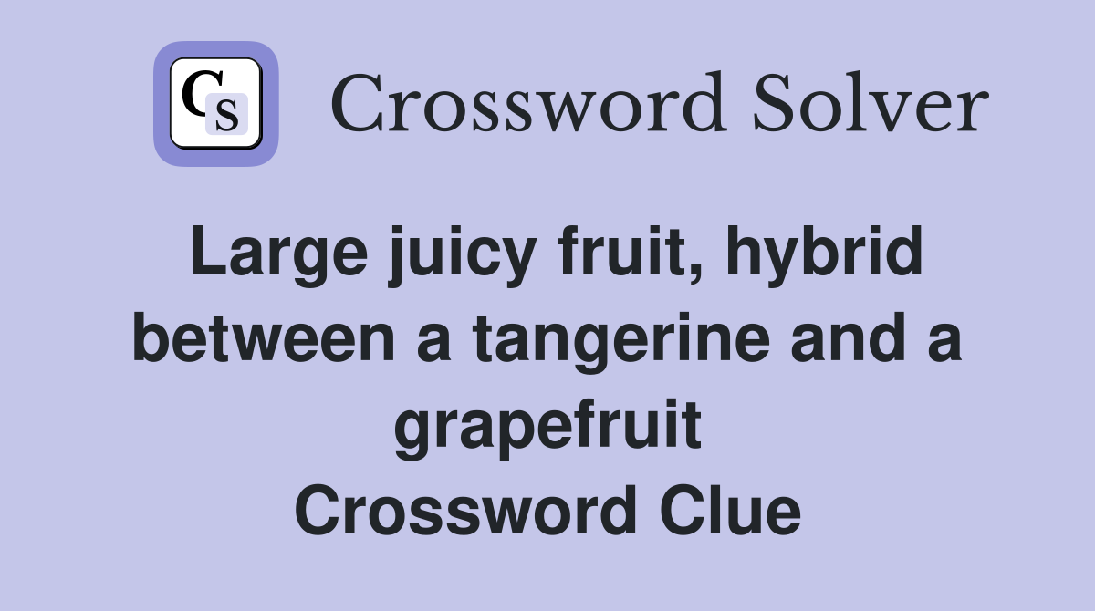 Large juicy fruit, hybrid between a tangerine and a grapefruit Crossword Clue