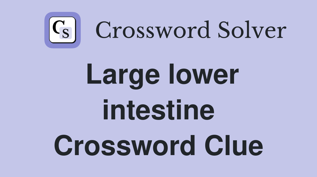Large lower intestine Crossword Clue