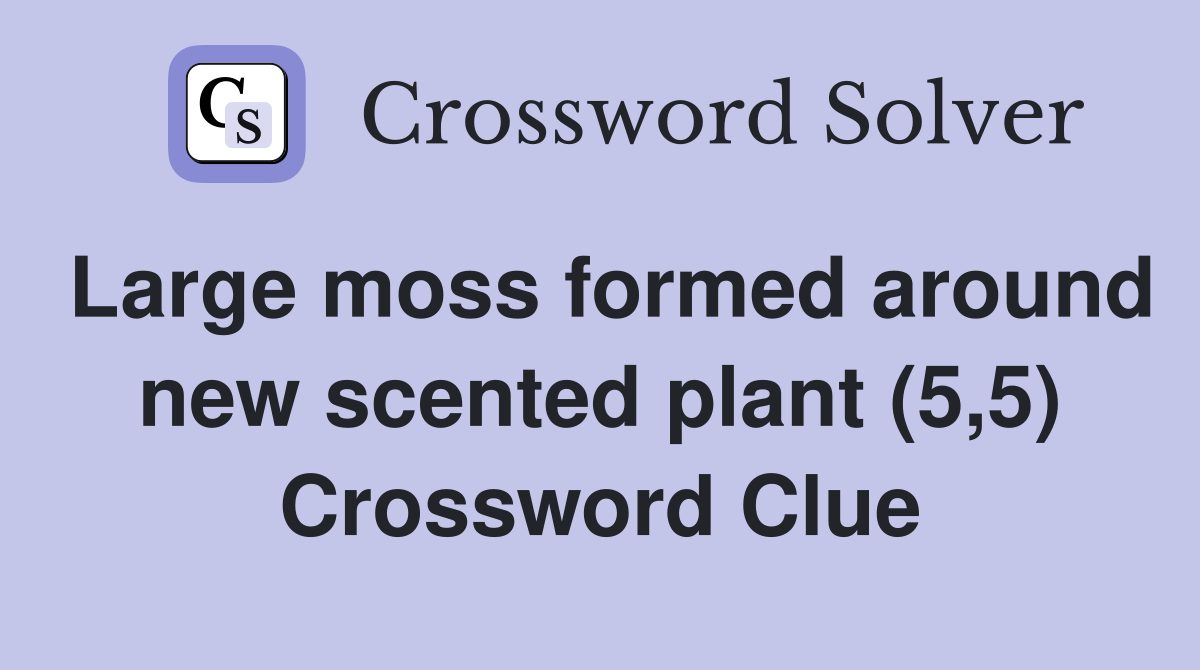 Large moss formed around new scented plant (5,5) Crossword Clue