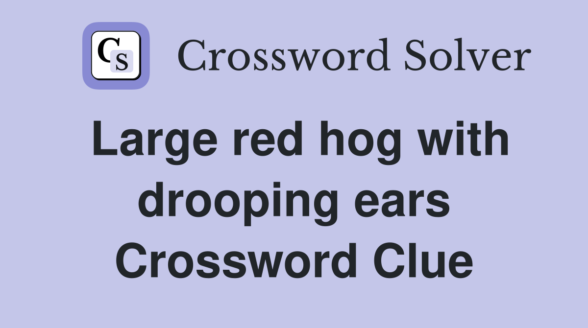 Large red hog with drooping ears Crossword Clue