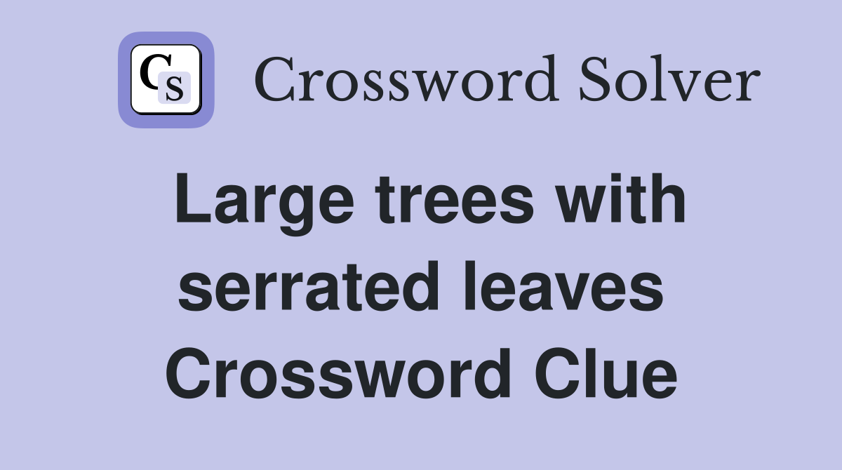 Large trees with serrated leaves Crossword Clue