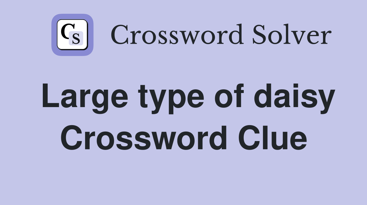 Large type of daisy Crossword Clue