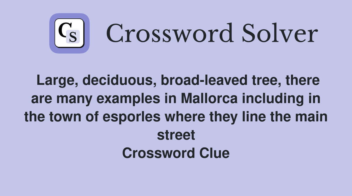 Large, deciduous, broad-leaved tree, there are many examples in Mallorca including in the town of esporles where they line the main street Crossword Clue