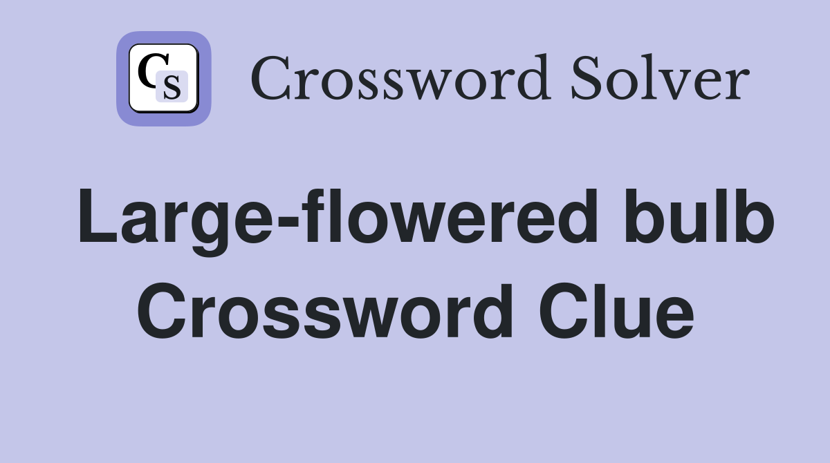 Large-flowered bulb Crossword Clue