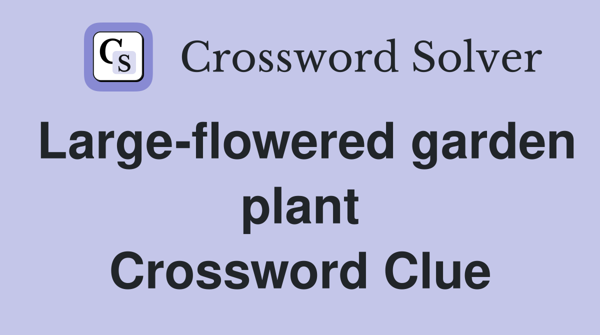 Large-flowered garden plant Crossword Clue