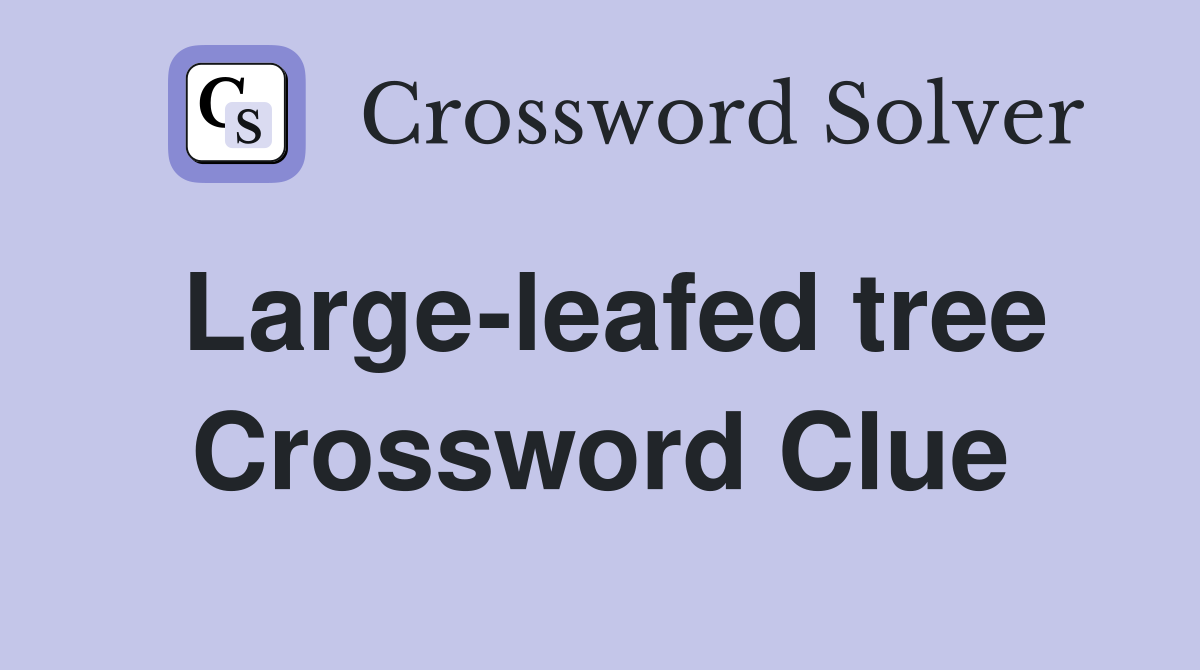 Large-leafed tree Crossword Clue