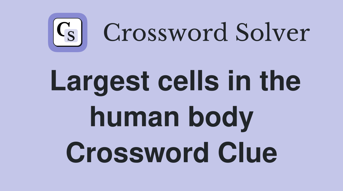 Largest cells in the human body Crossword Clue
