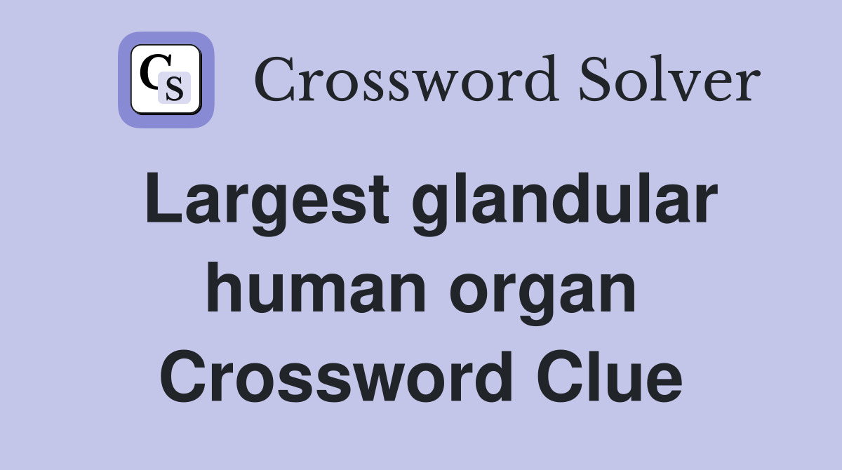 Largest glandular human organ Crossword Clue