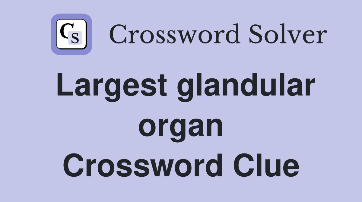 Largest glandular organ Crossword Clue