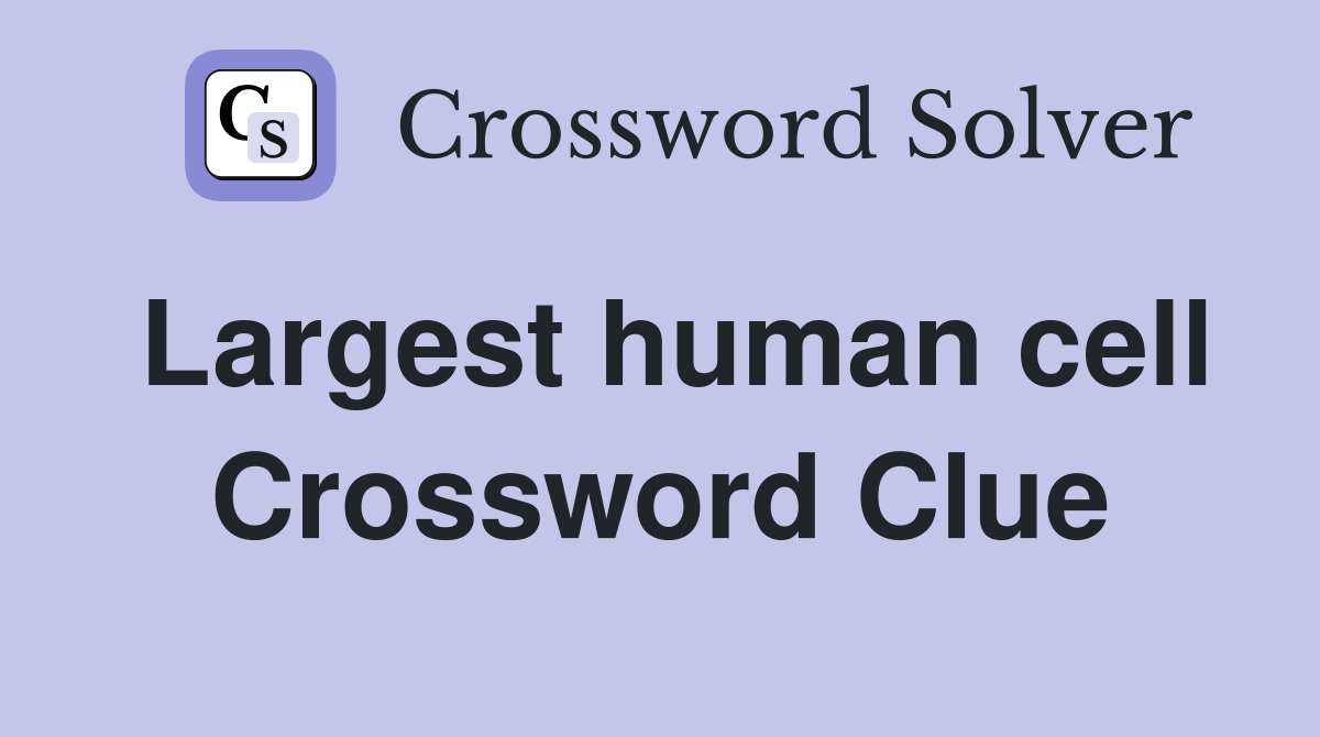Largest human cell Crossword Clue