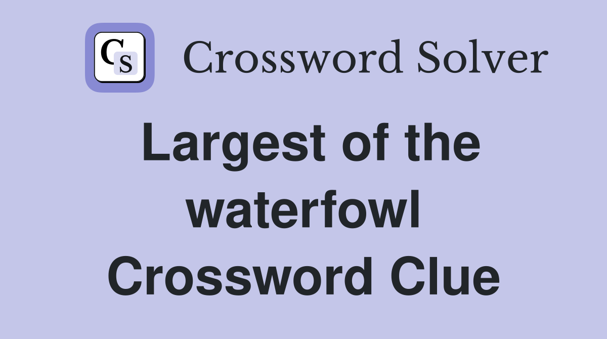 Largest of the waterfowl Crossword Clue