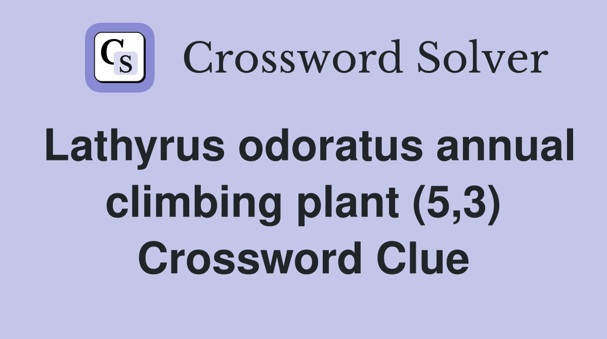 Lathyrus odoratus annual climbing plant (5,3) Crossword Clue