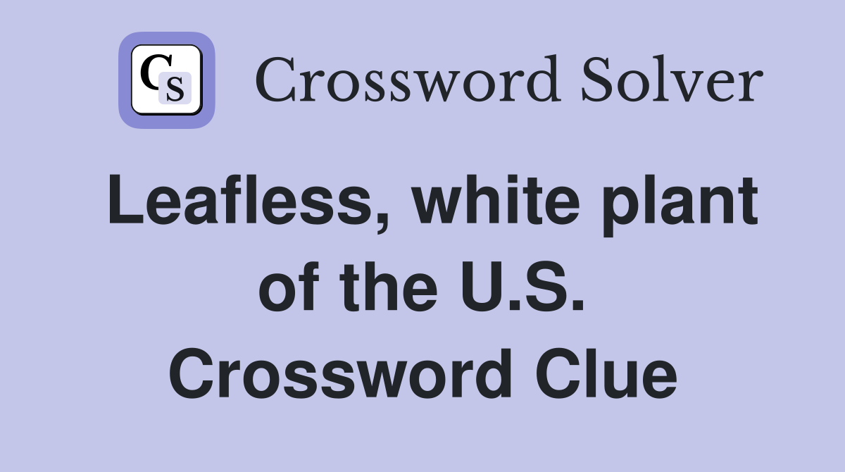 Leafless, white plant of the U.S. Crossword Clue