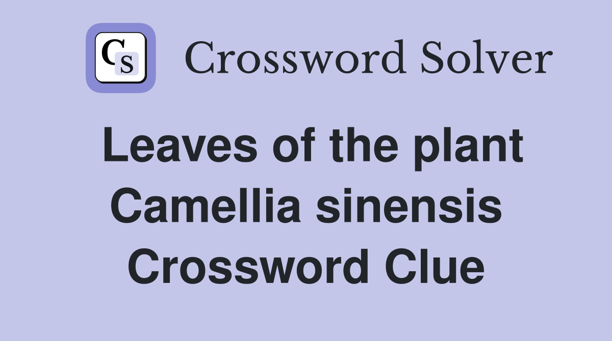 Leaves of the plant Camellia sinensis Crossword Clue