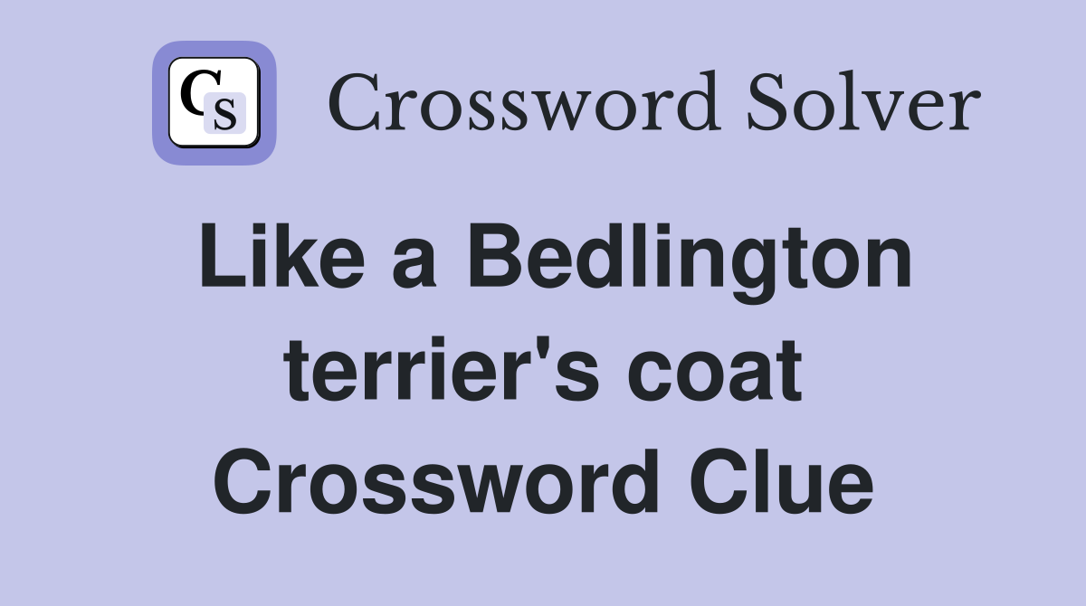 Like a Bedlington terrier's coat Crossword Clue
