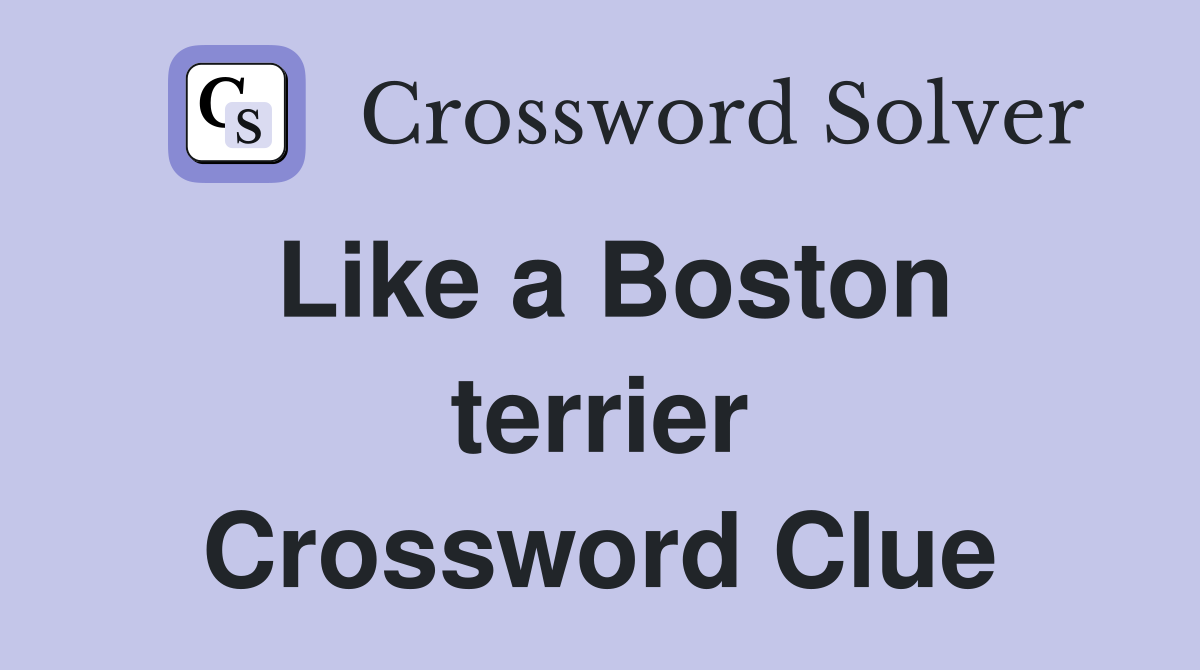 Like a Boston terrier Crossword Clue