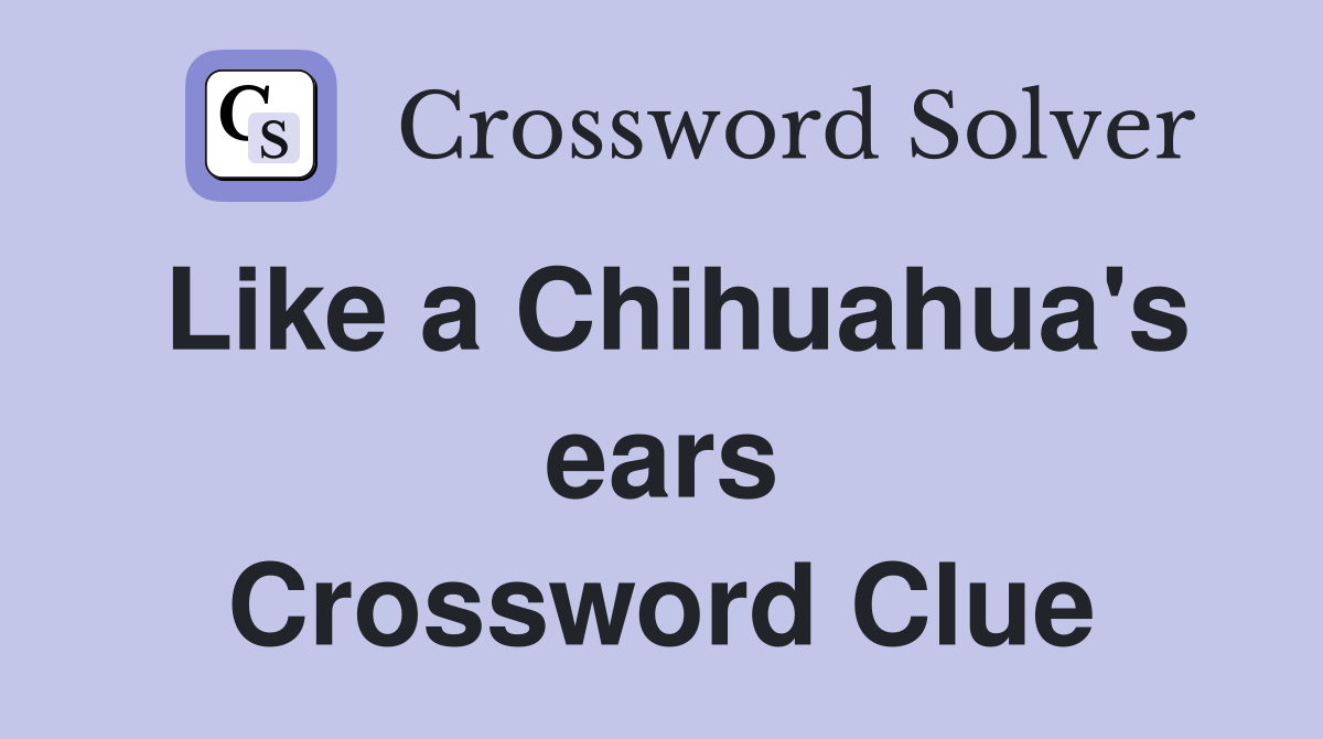Like a Chihuahua's ears Crossword Clue