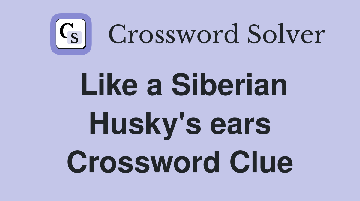Like a Siberian Husky's ears Crossword Clue